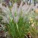 Calamagrostis brachytricha (Trzcinnik krótkowłosy)
